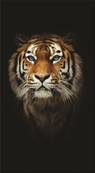 Drap de plage 100x180 cm <BR> Tigre